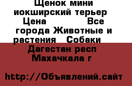 Щенок мини иокширский терьер › Цена ­ 10 000 - Все города Животные и растения » Собаки   . Дагестан респ.,Махачкала г.